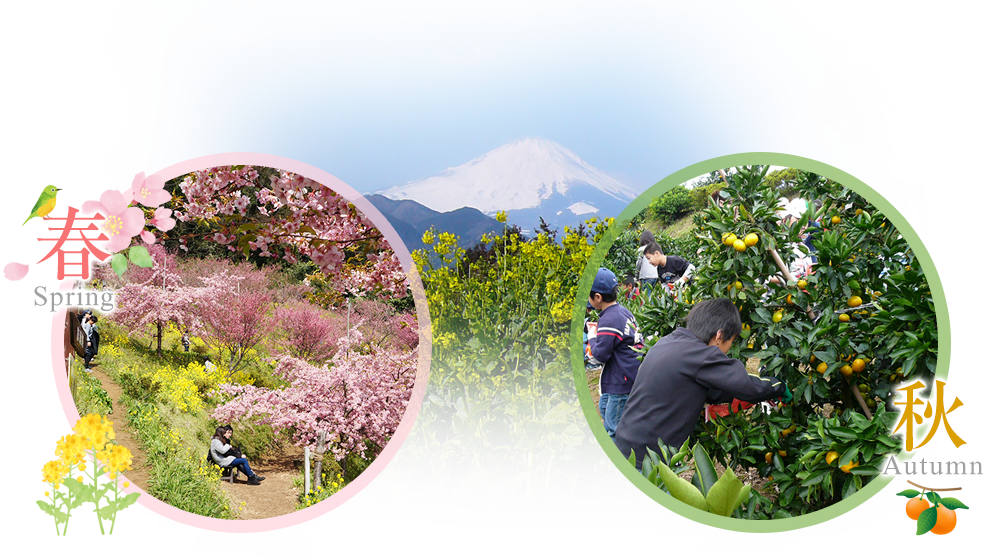 みかん狩りと河津桜の名所 内藤園 松田山みかんの里 内藤園 あぐりパーク嵯峨山苑 神奈川県足柄上郡松田町